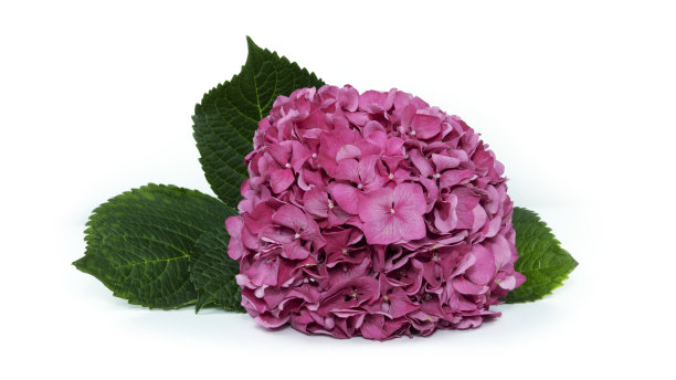 白色背景上的绣球花图片下载