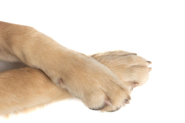 两只金毛猎犬的腿交叉在一起图片下载