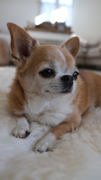 吉娃娃，棕色的小狗图片下载