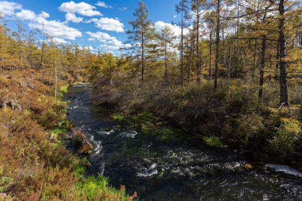 秋天的森林景色图片下载