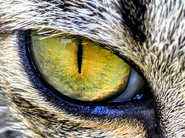 最喜欢的猫图片下载