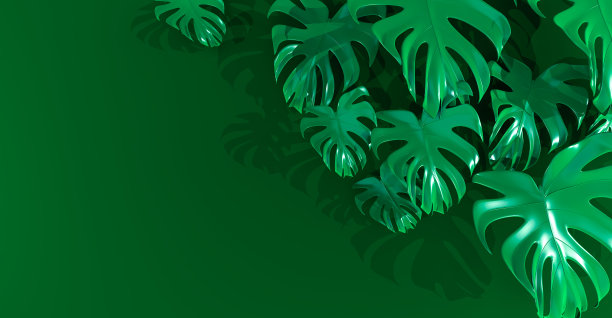 热带树叶背景的3D渲染。绿色背景。热带落叶模式。图片下载