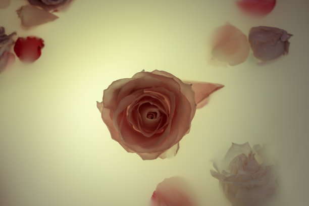 抽象的背景，精致的色彩照片。玫瑰在发光的水。神秘的概念。海报，照片墙纸，封面，明信片。图片用于博客设计，社交网络，广告。俯视图，复制空间图片下载