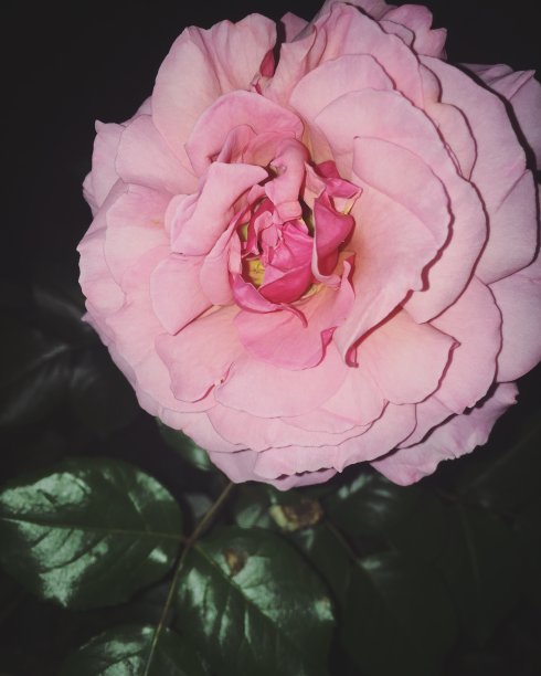 美丽的玫瑰图片下载