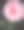 美丽的玫瑰图片下载
