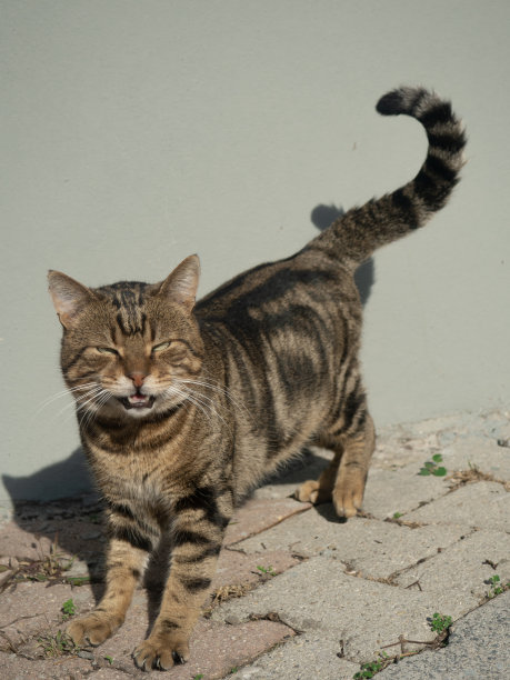 愤怒的猫图片下载