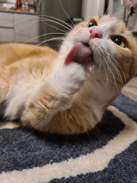 猫在家的特写镜头图片下载