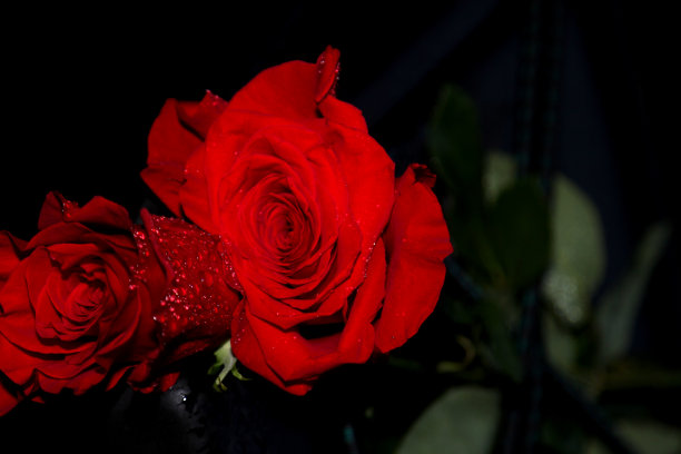 红玫瑰图片下载