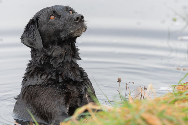 黑色拉布拉多图片下载