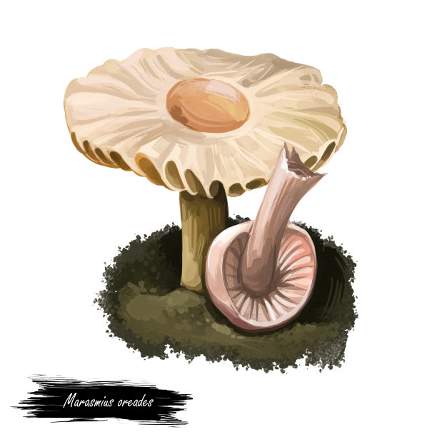 Marasmius oreades数字艺术插图。苏格兰生物多样性帽，仙女环冠军写实画，水彩画真菌。地面植物真菌成分分离设计图片下载