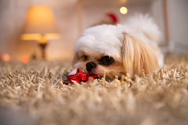 小白狗在客厅的地板上玩红色的蝴蝶结。图片下载
