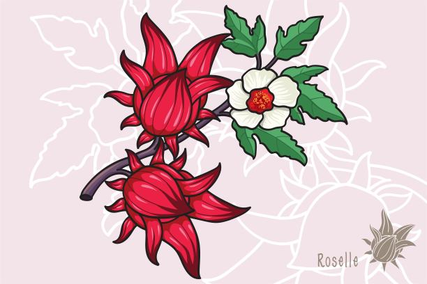 洛神葵图片下载