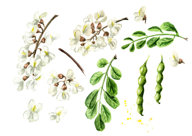 开花金合欢或槐，花，豆荚和叶集，化妆品和药草。手绘水彩插图孤立的白色背景图片下载