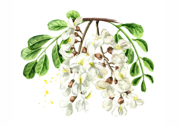 开花金合欢或槐树枝，花和叶，化妆品和药草。手绘水彩插图孤立的白色背景图片下载