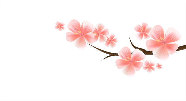 樱花的分枝，淡粉红色的花孤立在白色的背景上。樱花的花。樱花。向量图片下载