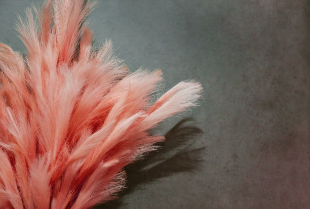 背景植物花束干花cortaderia pampas草为家庭室内装饰新潮的芦苇植物装饰蓬松的粉红色珊瑚羽毛与复制空间图片下载