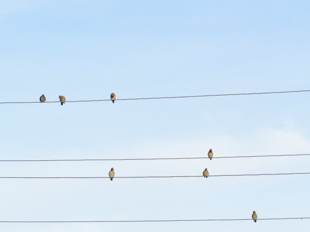 冬天，鸟儿在外面的电线上鸣叫图片下载