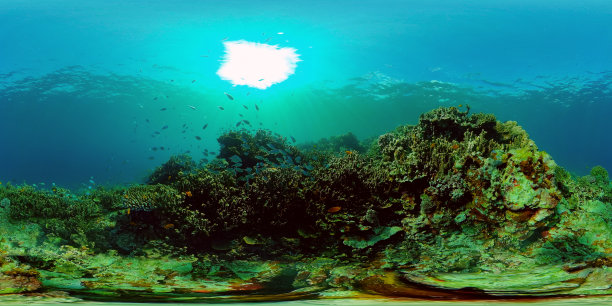 珊瑚礁和热带鱼。菲律宾,360度视图图片下载