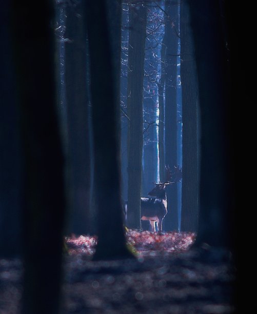 大自然中的鹿图片下载