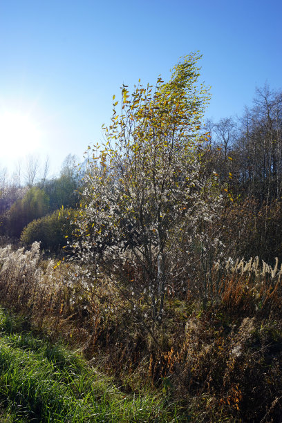 美丽的夏天公园图片下载