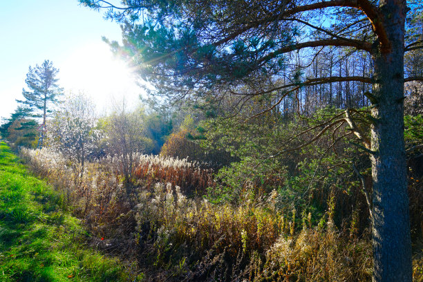 美丽的夏天公园图片下载