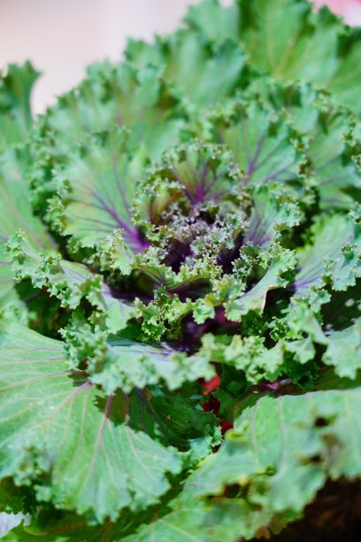 特写绿色有机蔬菜图片下载