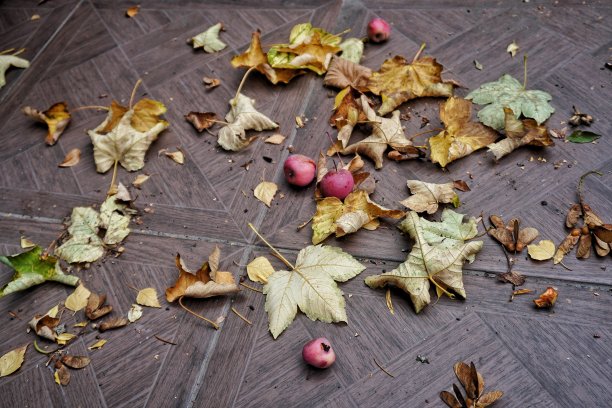 秋天的色彩图片下载