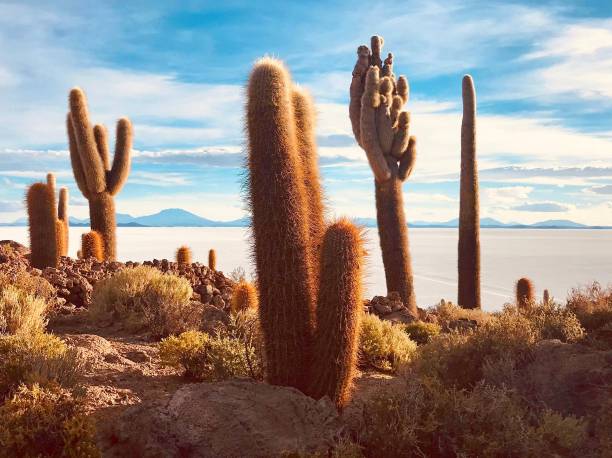 南美洲玻利维亚安第斯山脉沙漠中的仙人掌。乌尤尼盐沼白色盐沼中巨大独特的千年仙人掌。超现实景观仙人掌植物世界。图片下载