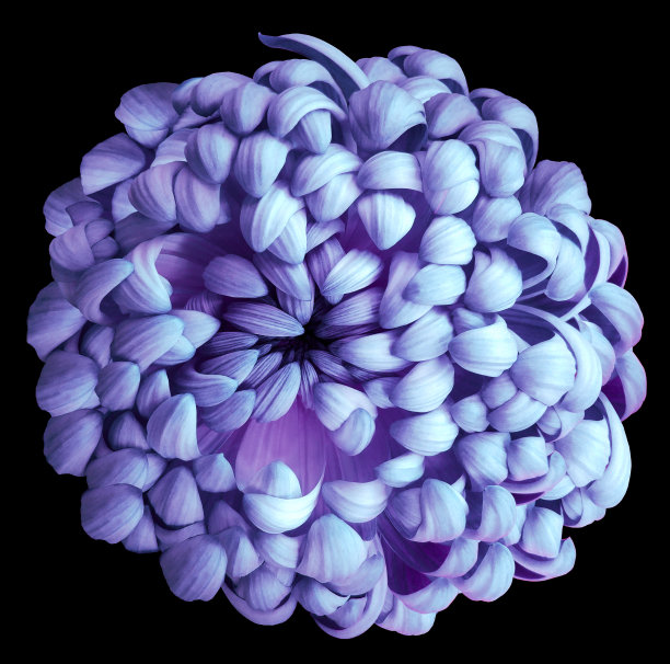 蓝紫色的菊花在黑色孤立的背景上用剪报路径。为设计。特写镜头。自然图片下载