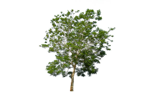 切割的树孤立在白色的背景。图片下载