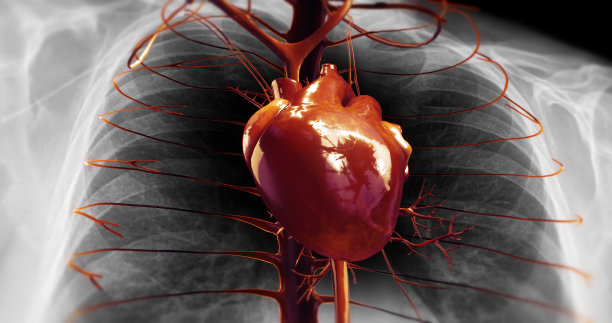 人类的心跳在x射线里。心脏泵血。3D插图渲染图片下载