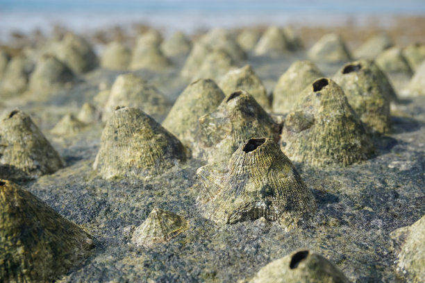 在泰国普吉岛的小火山形状的石头上不寻常的贝壳图片下载