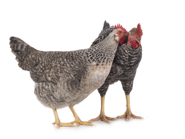 母鸡啄孤立在白色背景上的公鸡。图片下载