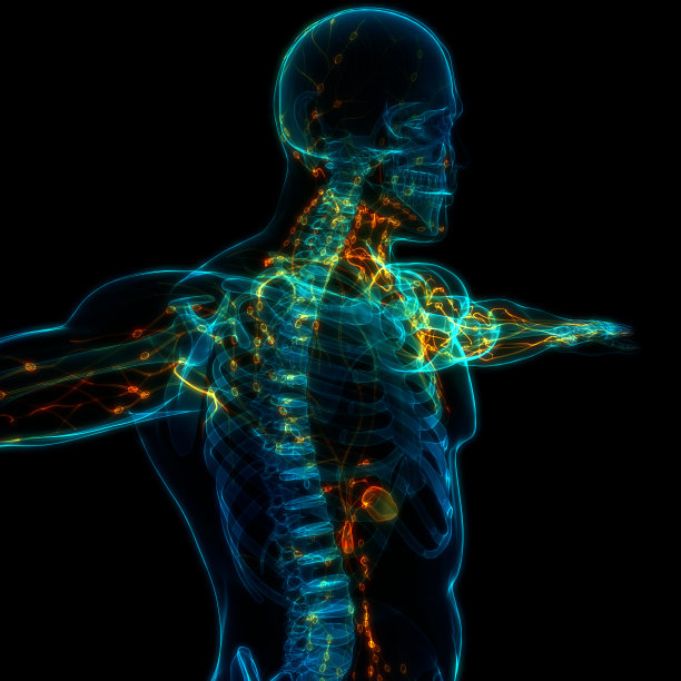 人体内部系统淋巴结解剖图片下载