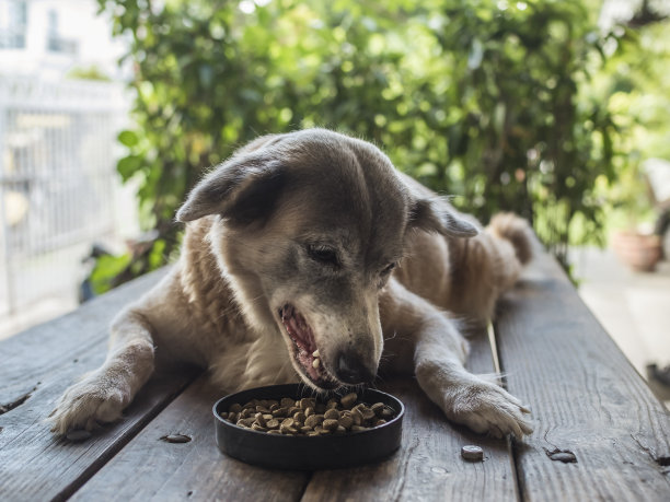 一只混血狗在外面的长凳上吃着松脆的狗粮。一只懒散的阿尔法母狗。图片下载