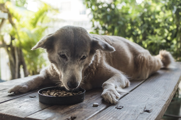 一只混血狗在外面的长凳上吃着松脆的狗粮。一只懒散的阿尔法母狗。图片下载