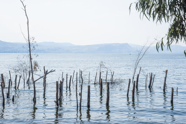 沉入加利利海中的树木和树干图片下载