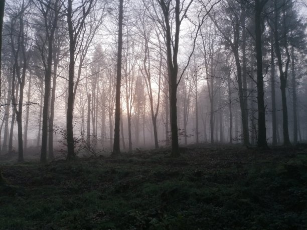 薄雾松林中的日落图片下载