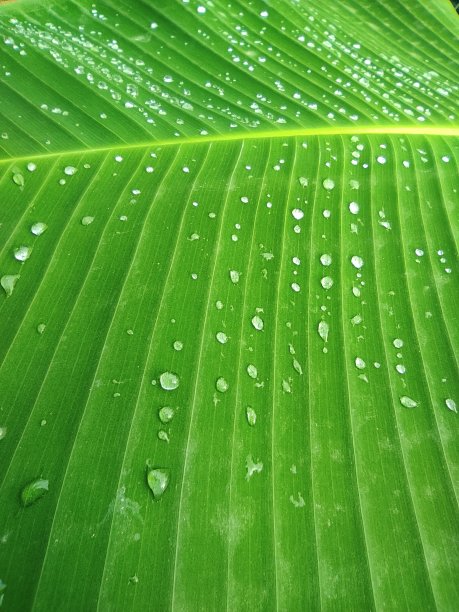 香蕉叶子的照片图片下载