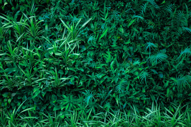 热带树叶背景的特写自然视图图片下载