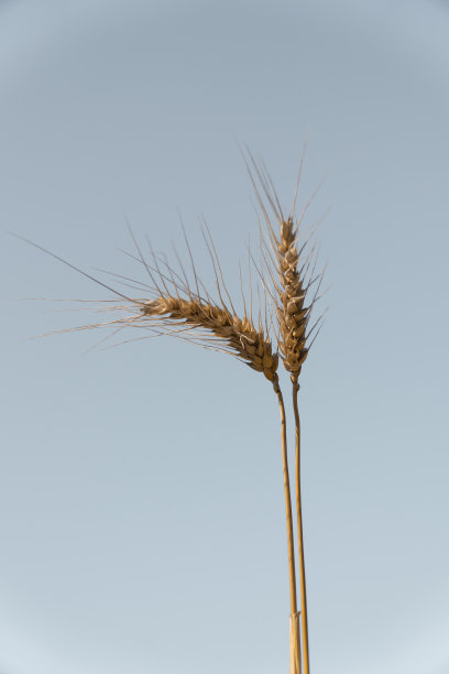 小麦的头图片下载