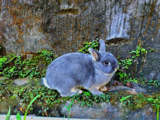 荷兰侏儒兔。图片下载