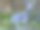 荷兰侏儒兔。图片下载
