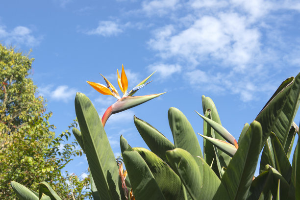 天堂鸟，凤仙花图片下载