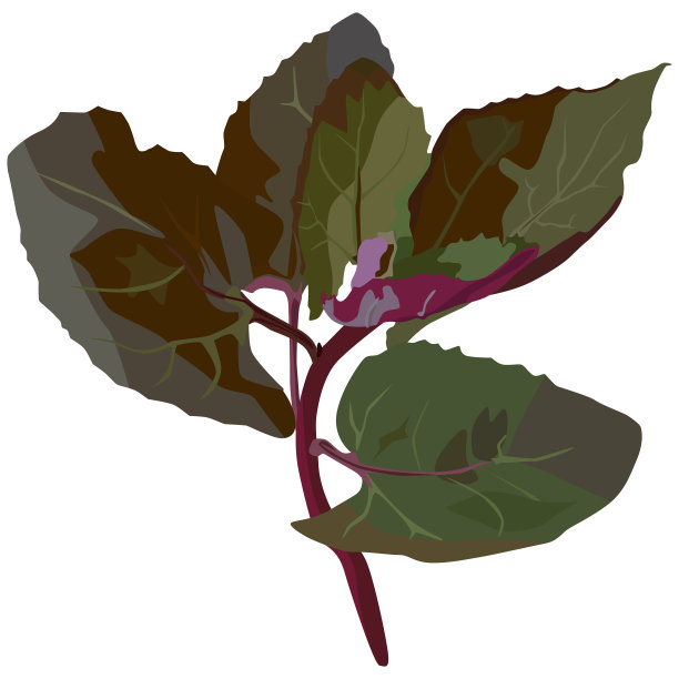 鲜紫色或红色菠菜植株扁平图片下载