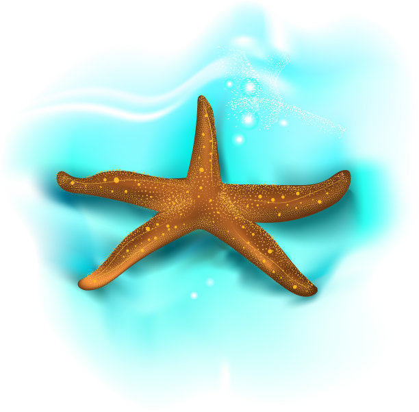 海星孤立在白色背景上图片下载