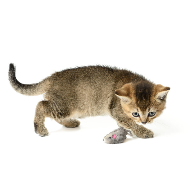 可爱的小猫苏格兰金栗鼠纯种，玩猫图片下载