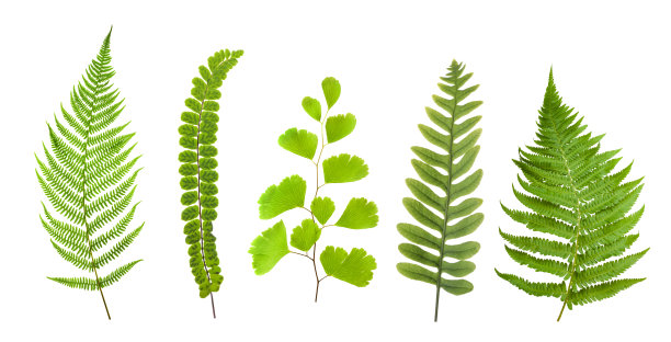 蕨类植物组图片下载