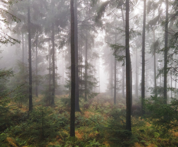 雾蒙蒙的森林图片下载