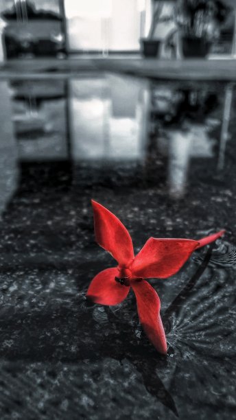 地板上的红花图片下载